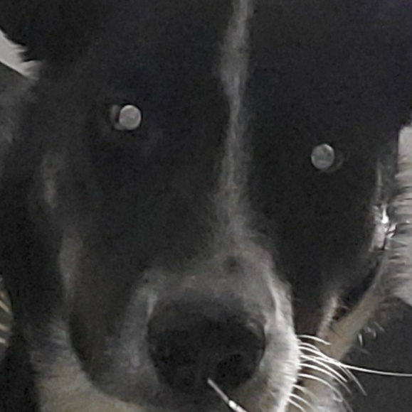 Meet your Posher, Jayda - Picture 1 of 1